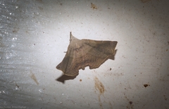 Esthlodora versicolor