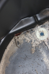 Periplaneta australasiae