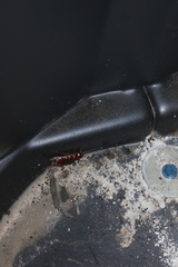 Periplaneta australasiae