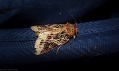 Spodoptera picta
