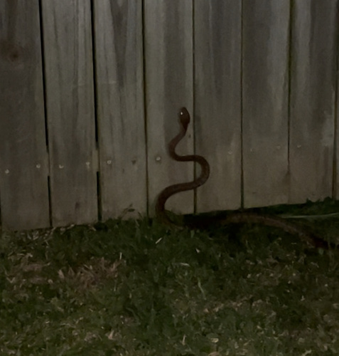 Brown Tree Snake sighting