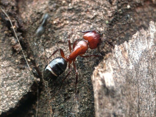 Camponotus lameereiCamponotus lameerei