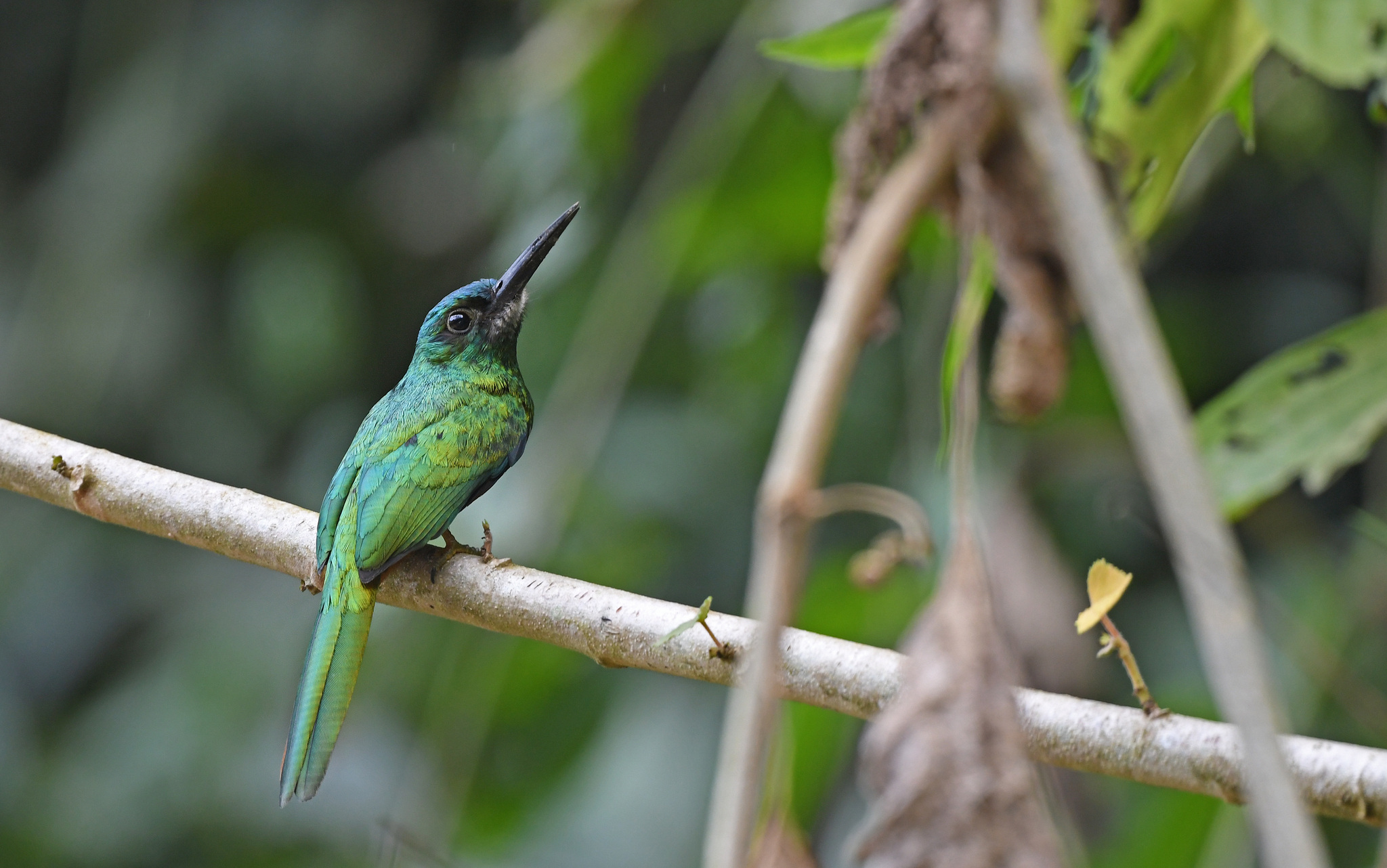 Bluish-fronted Jacamar illustration