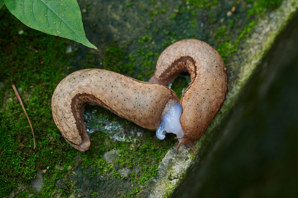 Meghimatium rugosum