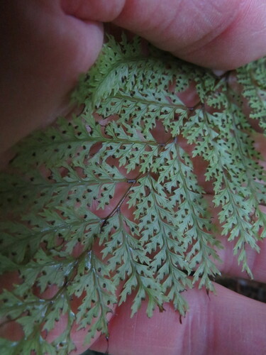 Image of Leptolepia novae by no rights reserved
