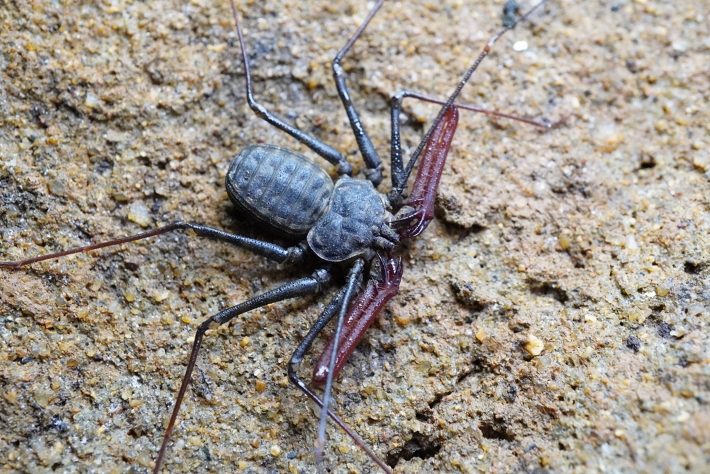 Phrynichus orientalis
