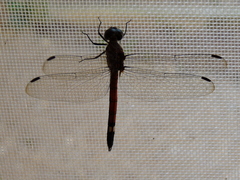 Micrathyria atra