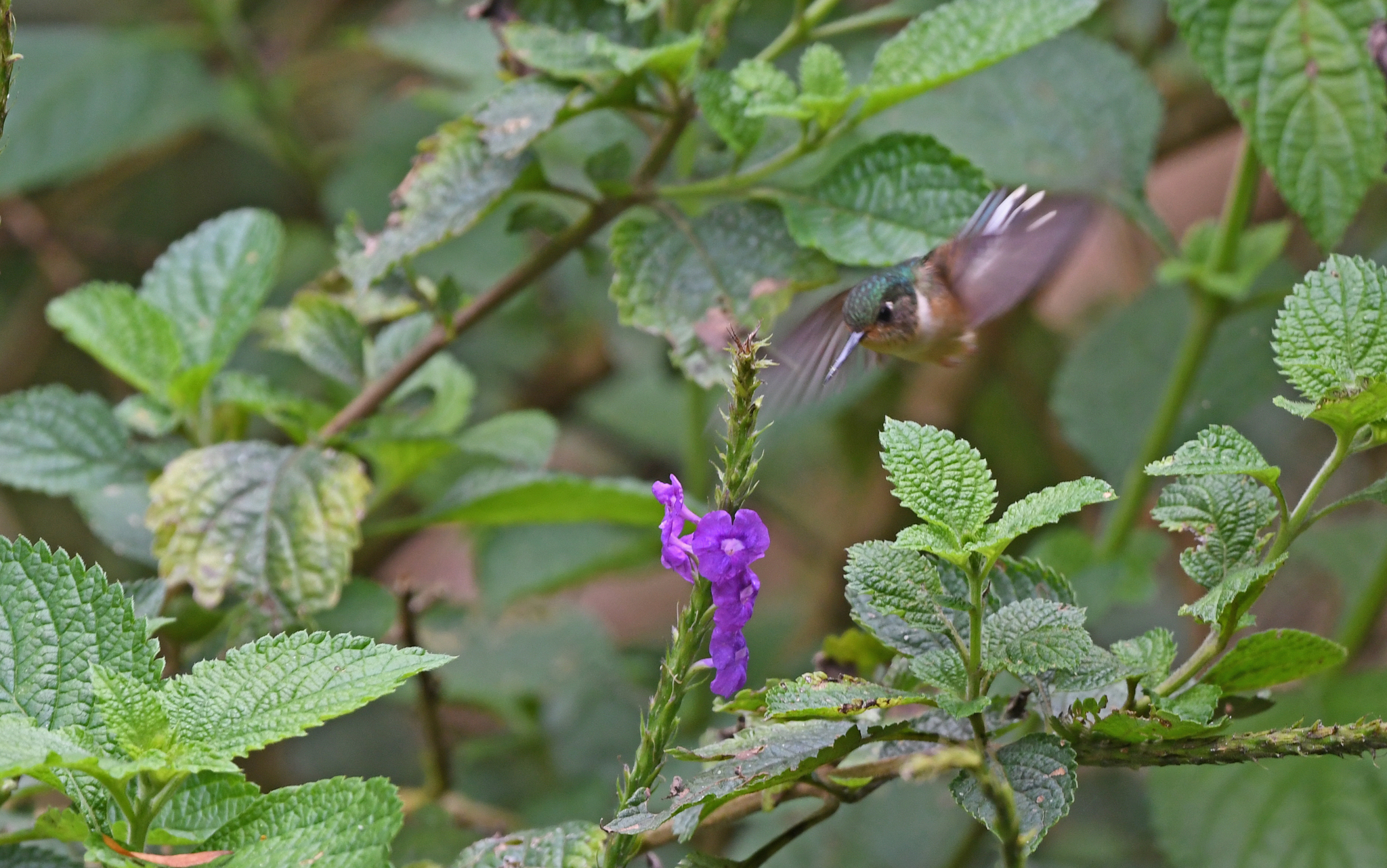 Peruvian Piedtail (Phlogophilus harterti), photo 1
