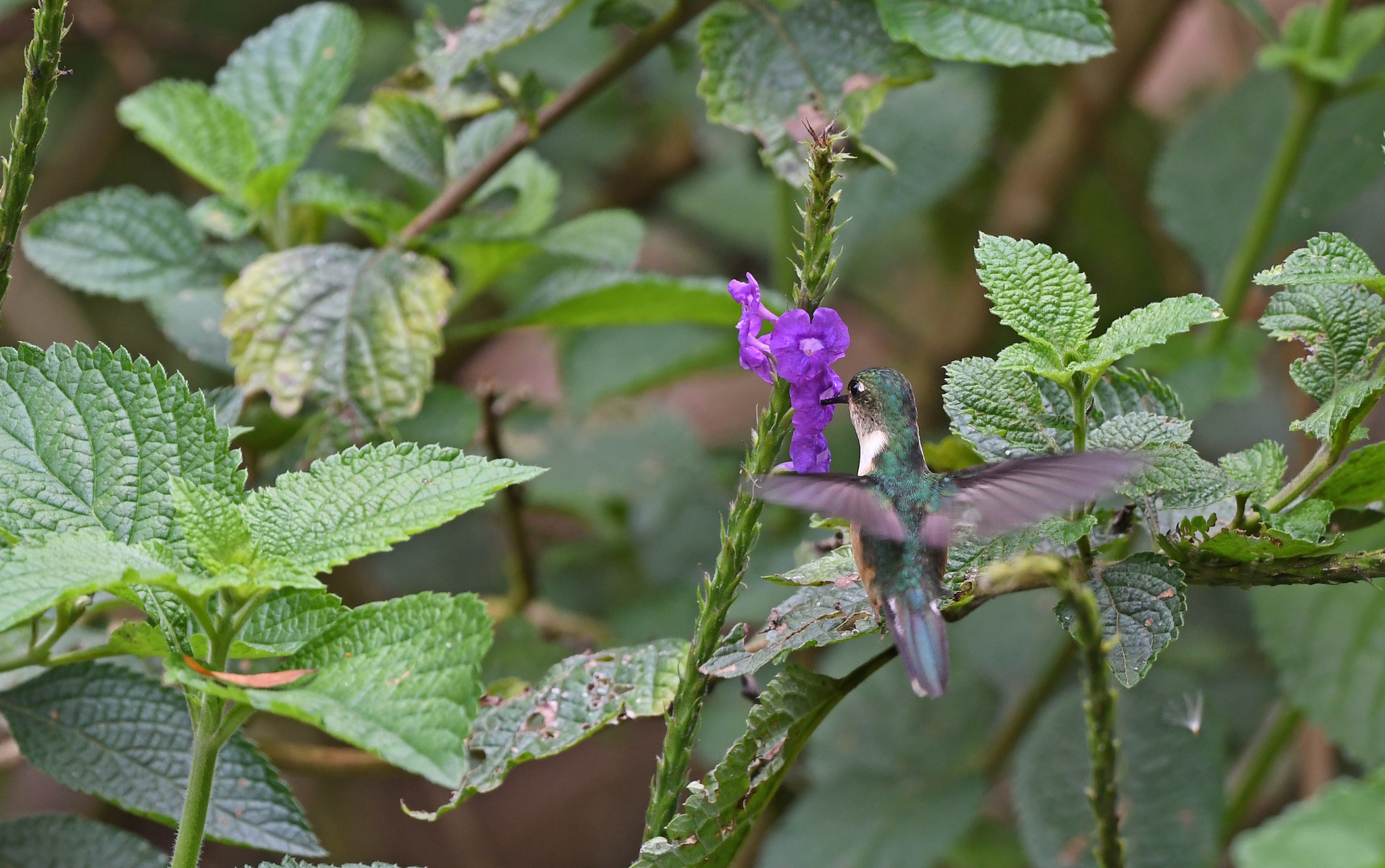 Peruvian Piedtail (Phlogophilus harterti), photo 2
