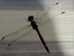 Micrathyria atra