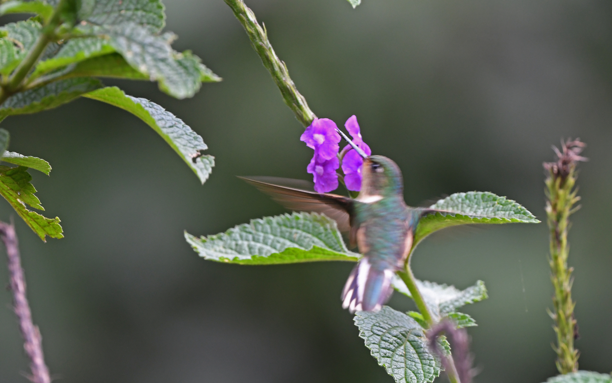 Peruvian Piedtail (Phlogophilus harterti), photo 3