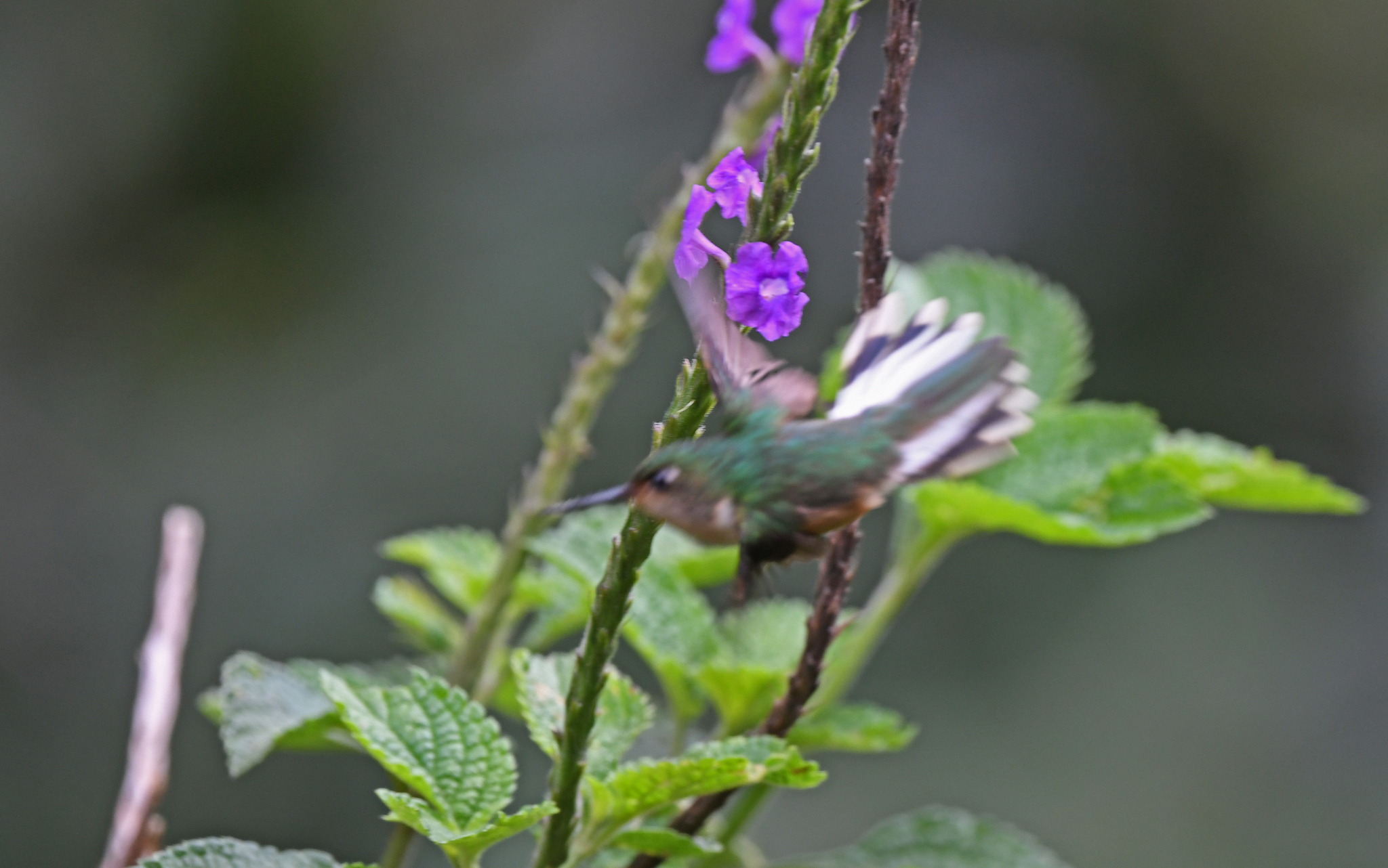 Peruvian Piedtail (Phlogophilus harterti), photo 4