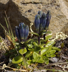 Gentiana glauca