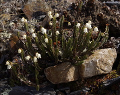 Cassiope tetragona tetragona