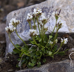 Cardamine bellidifolia