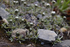 Antennaria monocephala