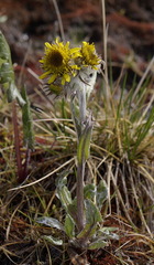 Tephroseris yukonensis