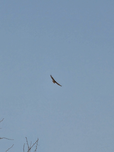Long-legged Buzzard