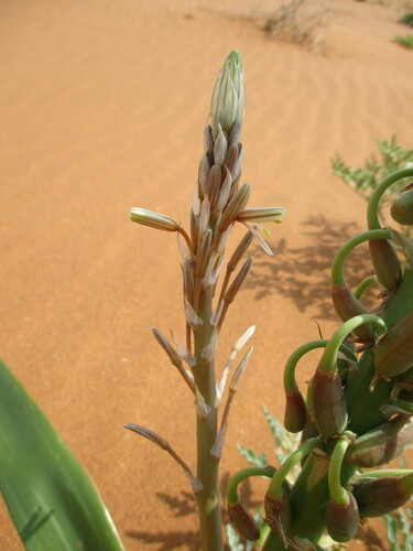 Trachyandra arenicola