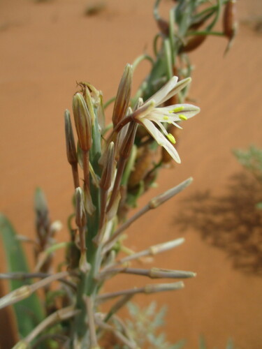 Trachyandra arenicola