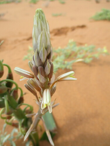 Trachyandra arenicola