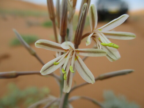 Trachyandra arenicola