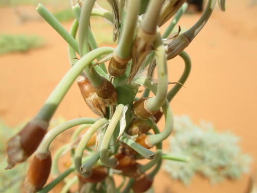 Trachyandra arenicola