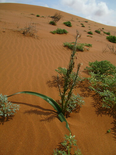 Trachyandra arenicola