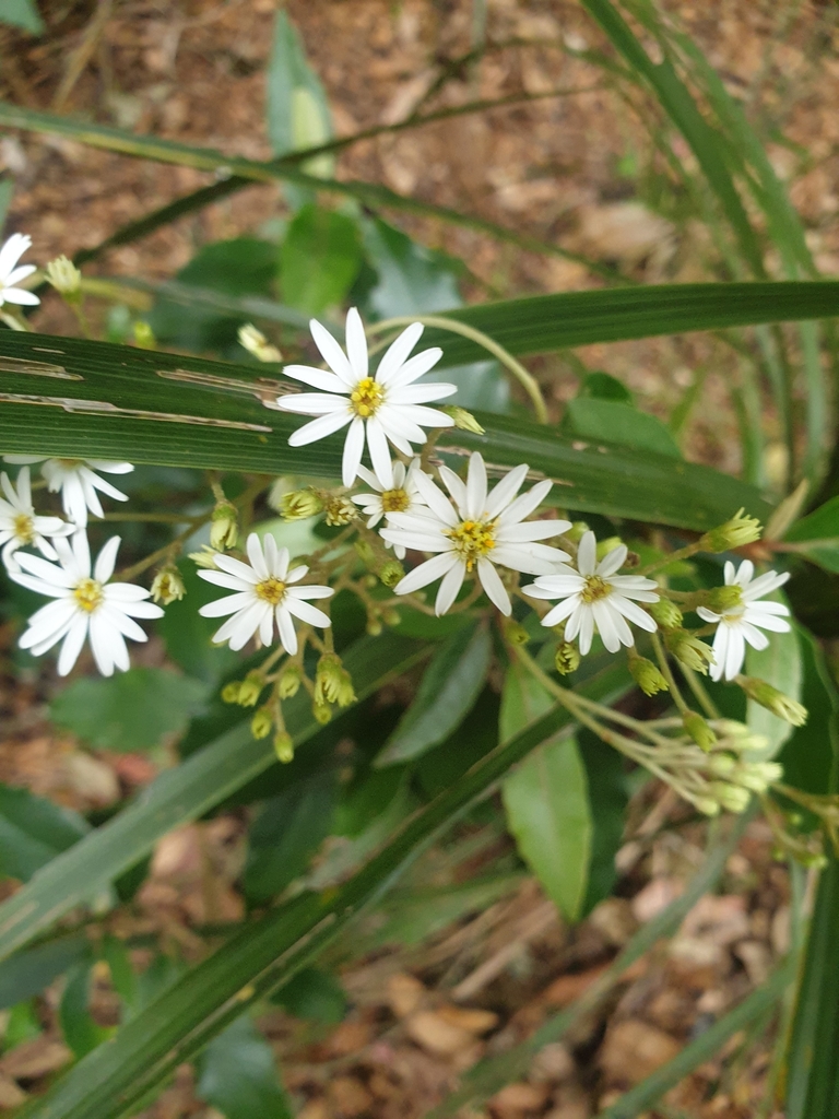 Daisybushes from Christchurch Central City, Christchurch, New Zealand