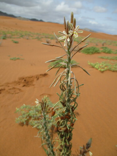Trachyandra arenicola