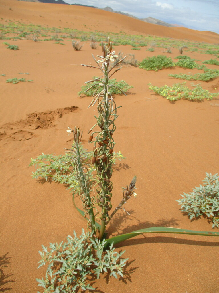 Trachyandra arenicola, Karas Region, Namibia