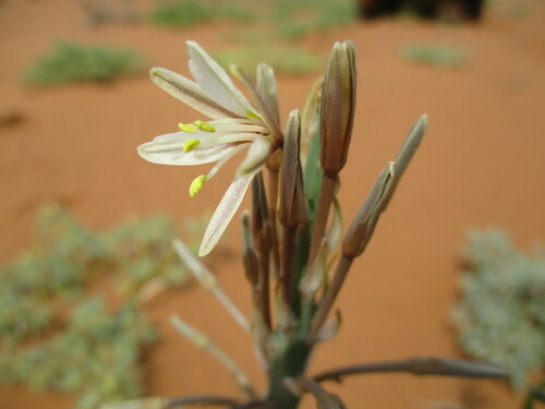 Trachyandra arenicola