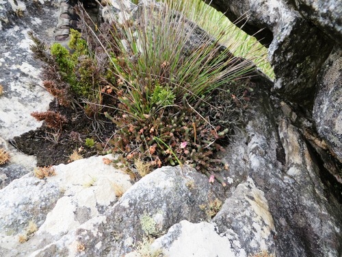 Image of Rockmat Heath (Erica goatcheriana) by (c) linkie, some rights reserved (CC BY)