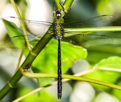 Anax panybeus
