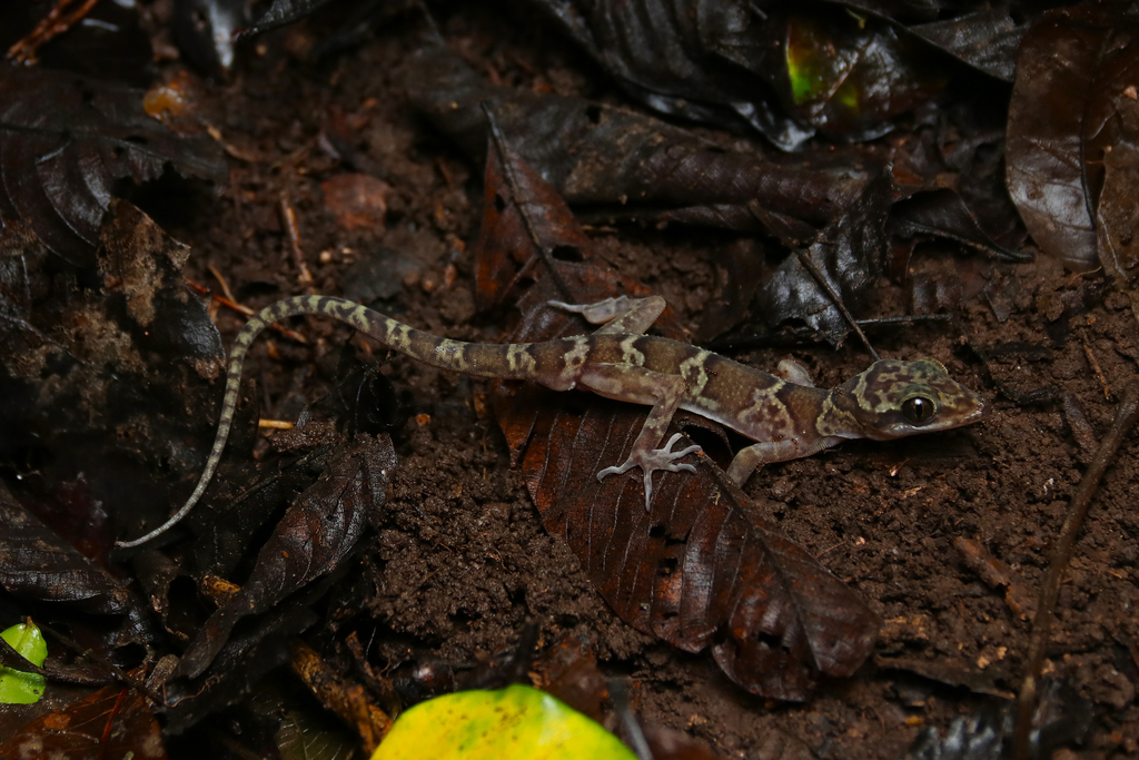 Sumontha's Gecko
