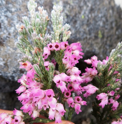 Erica polycoma