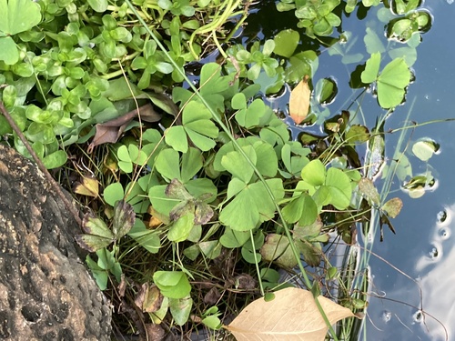 Marsilea villosa observed 2023-10-03