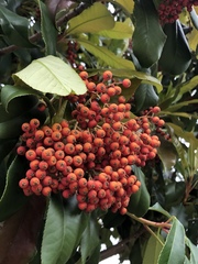 Photinia