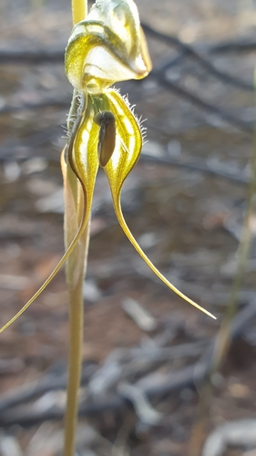 Image of Pterostylis excelsa by (c) Rosalie Lawrence, some rights reserved (CC BY)