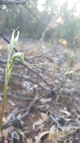 Image of Pterostylis excelsa by (c) Rosalie Lawrence, some rights reserved (CC BY)
