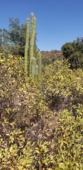 Trichocereus chiloensis chiloensis