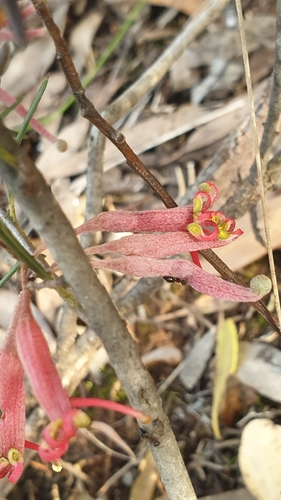 Image of Grevillea huegelii by (c) Rosalie Lawrence, some rights reserved (CC BY)