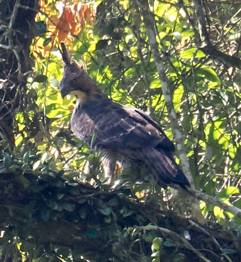 Javan Hawk-Eagle (Nisaetus bartelsi), photo 9