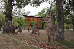 Cervus nippon