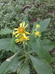 Verbesina subcordata