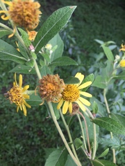 Verbesina subcordata