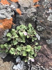 Stemodiopsis kamundii