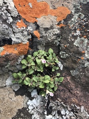 Stemodiopsis kamundii