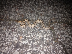 Sistrurus miliarius streckeri