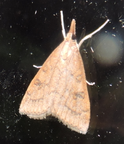 Celery Leaftier Moth, photo 5 of 10